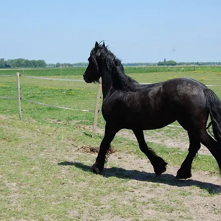 Kasteelhoeve-dussen