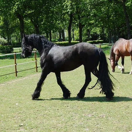 Bed & Breakfast Kasteelhoeve-dussen