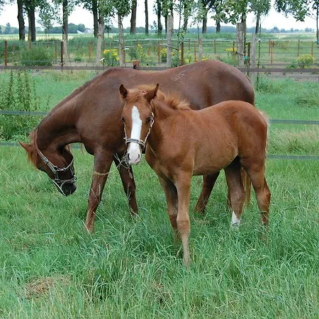 Kasteelhoeve-dussen 3* Dussen